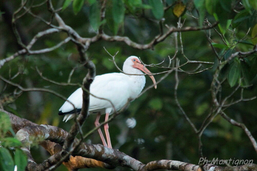 American White Ibis, identification