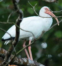 Ibis blanc