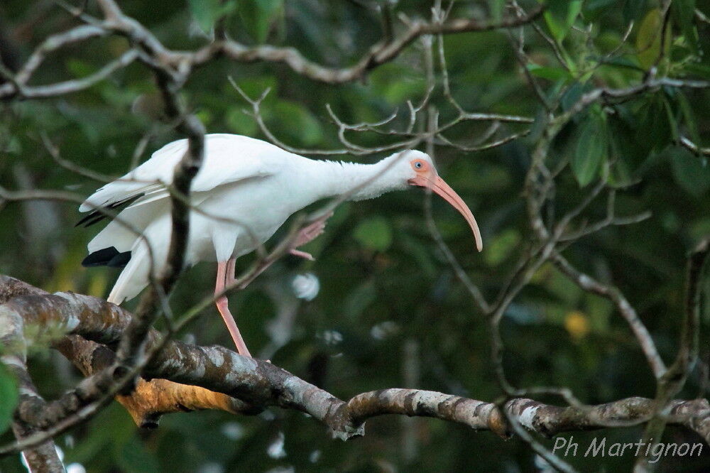 American White Ibis, identification