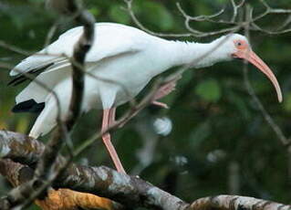 Ibis blanc