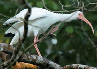 Ibis blanc