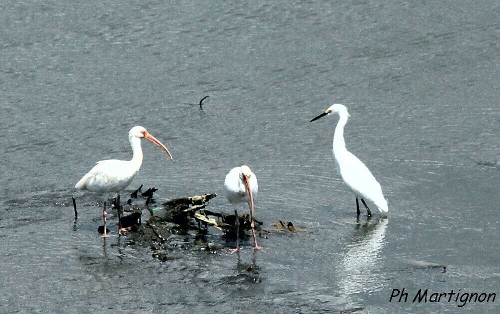 Ibis blanc