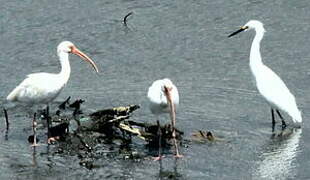 American White Ibis