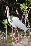 Ibis blanc