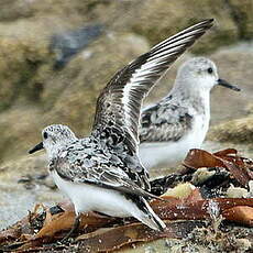 Bécasseau sanderling