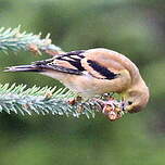 Chardonneret jaune