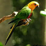 Conure jandaya