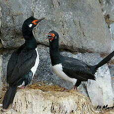 Cormoran de Magellan