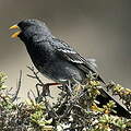 Mourning Sierra Finch