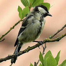 Mésange charbonnière