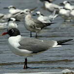 Mouette atricille