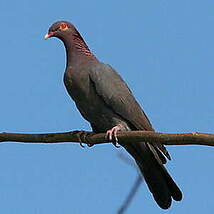 Pigeon à cou rouge