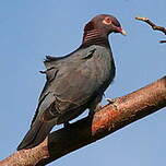 Pigeon à cou rouge