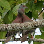 Pigeon rousset