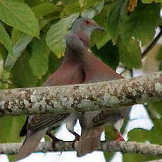 Pigeon rousset