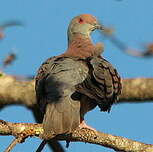 Pigeon rousset