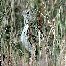 Pipit correndera