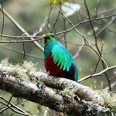 Quetzal doré