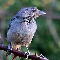 Tangara glauque