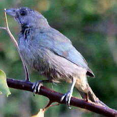 Tangara glauque