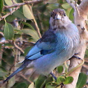 Tangara glauque