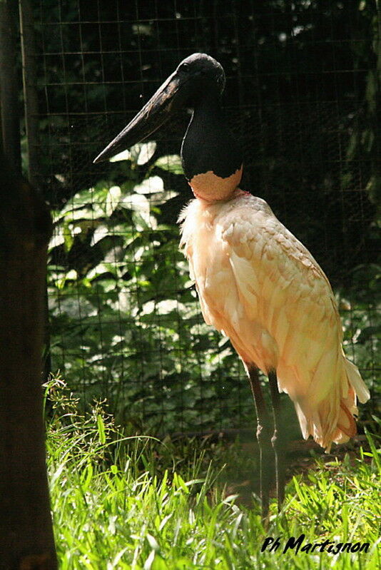 Jabiru