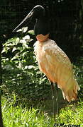 Jabiru