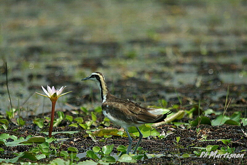 Pheasant-tailed Jacana, identification