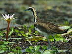 Jacana à longue queue