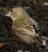 Blue-black Grassquit