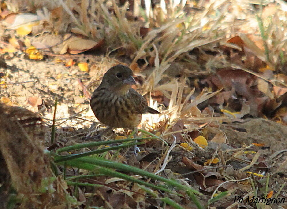 Blue-black Grassquit female, identification