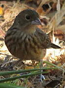 Blue-black Grassquit