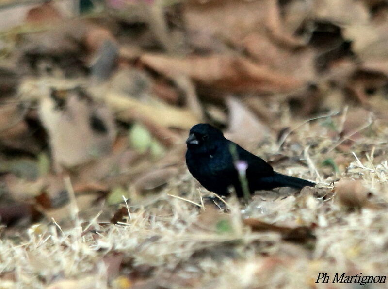 Jacarini noir mâle, identification