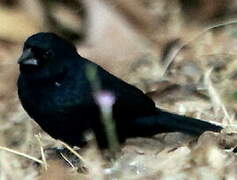 Blue-black Grassquit