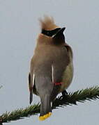 Cedar Waxwing