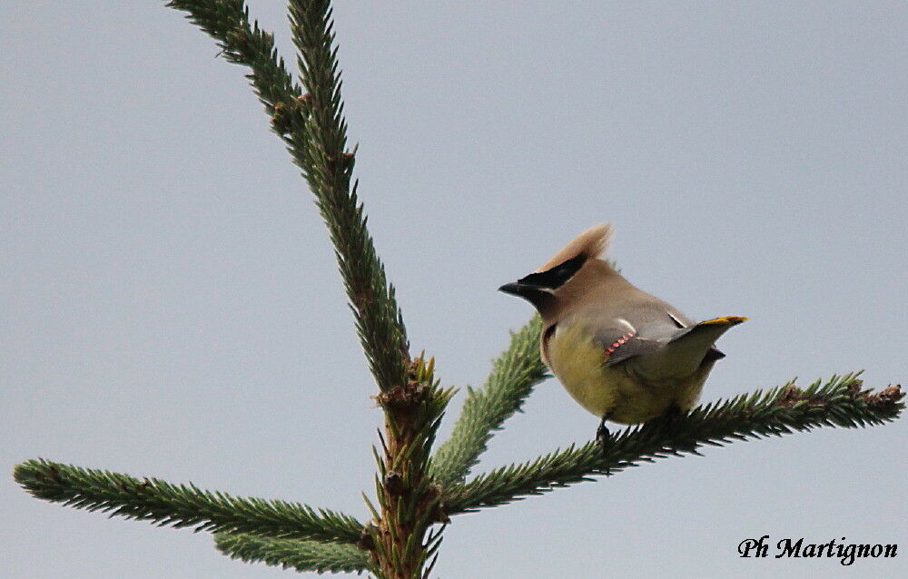 Cedar Waxwing