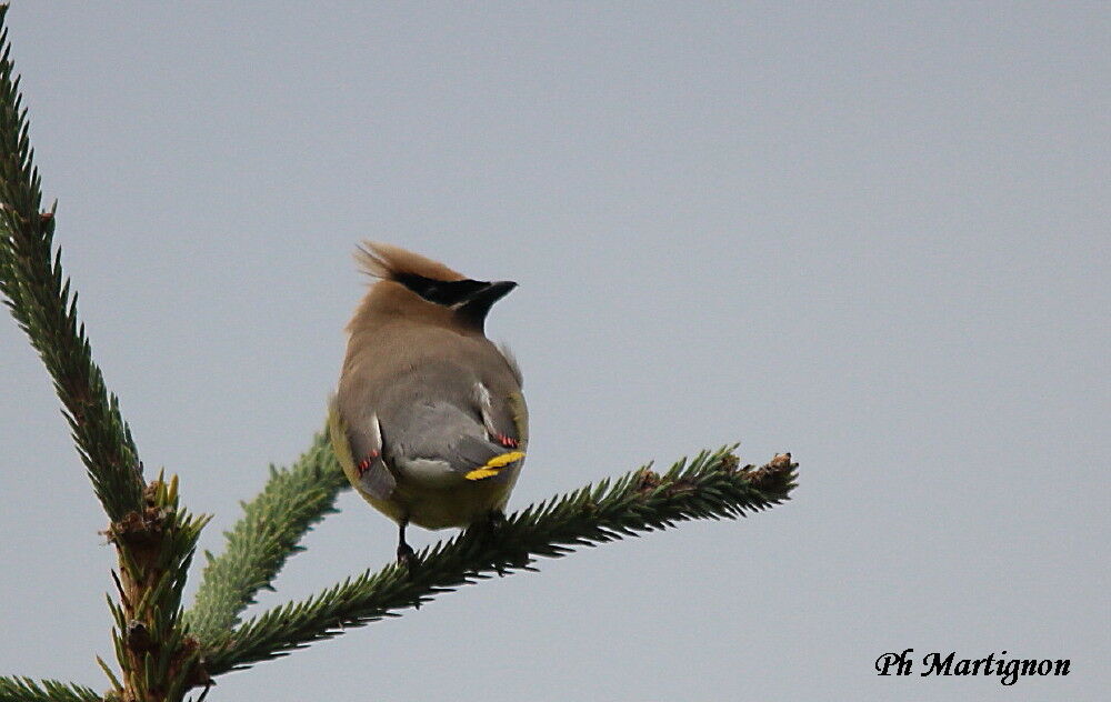 Cedar Waxwing