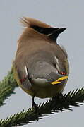 Cedar Waxwing