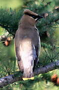 Cedar Waxwing