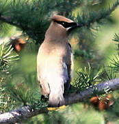 Cedar Waxwing