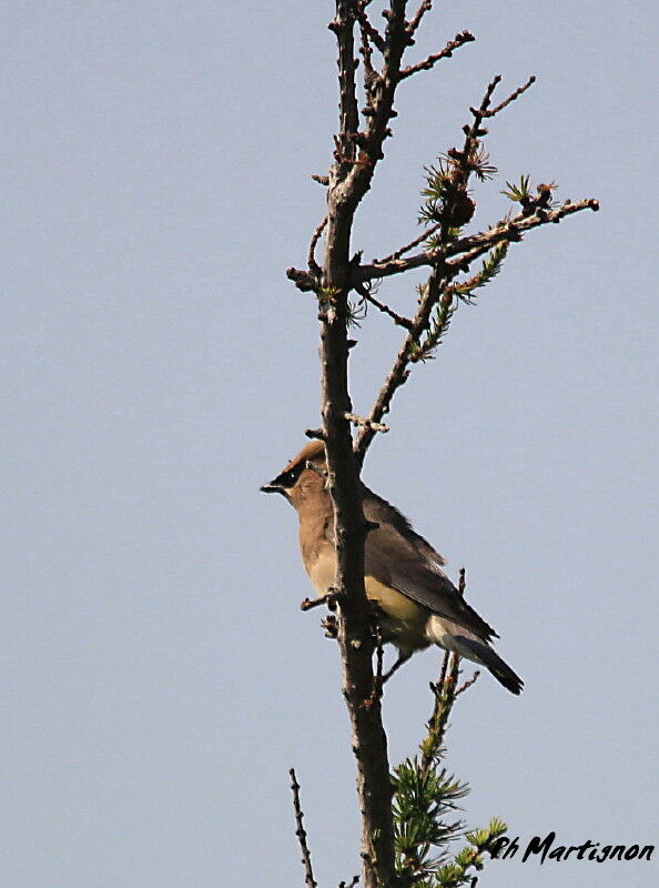 Cedar Waxwing