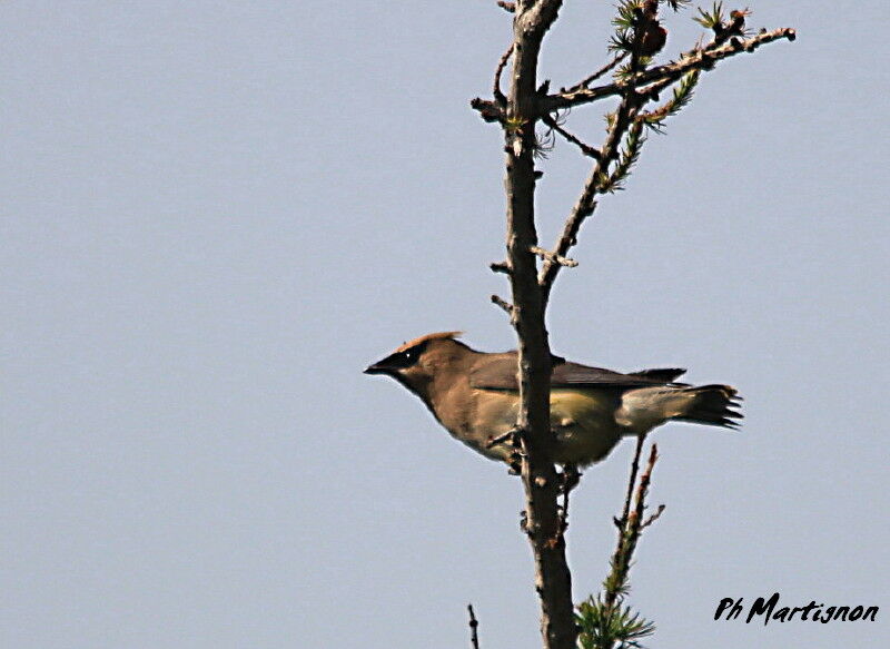 Cedar Waxwing