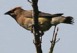 Cedar Waxwing