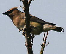 Cedar Waxwing