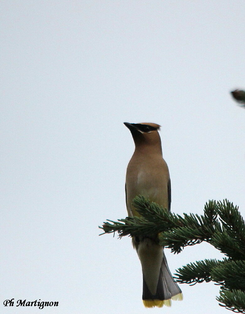 Cedar Waxwing