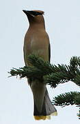 Cedar Waxwing