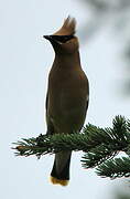 Cedar Waxwing