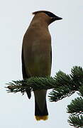 Cedar Waxwing