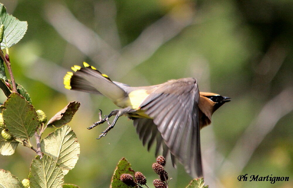 Cedar Waxwing