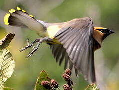 Cedar Waxwing